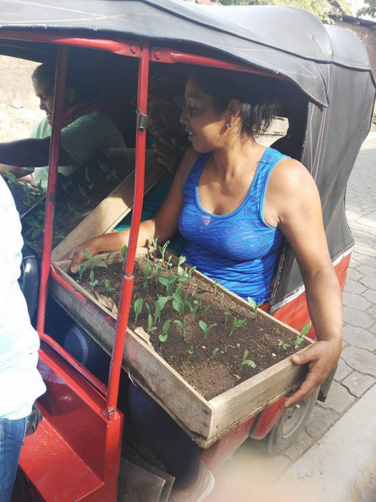 transporting seedlings to a school garden transporting seedlings to a school garden